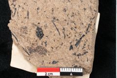 Foto (Detailansicht) von Araucaria sternbergii Goeppert (NHMW-GEO-2024-0188-8271)